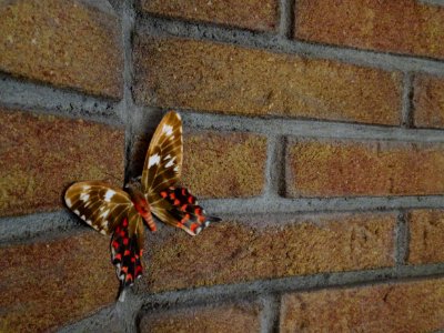 Butterfly on brick wall
