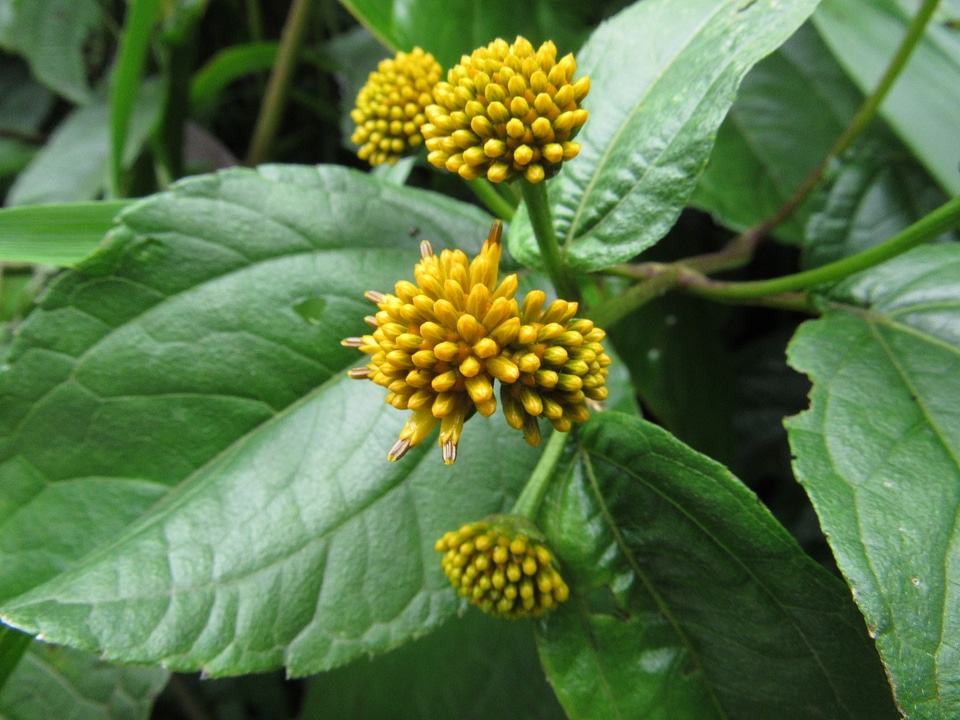 Ecuador yellow exotic photo