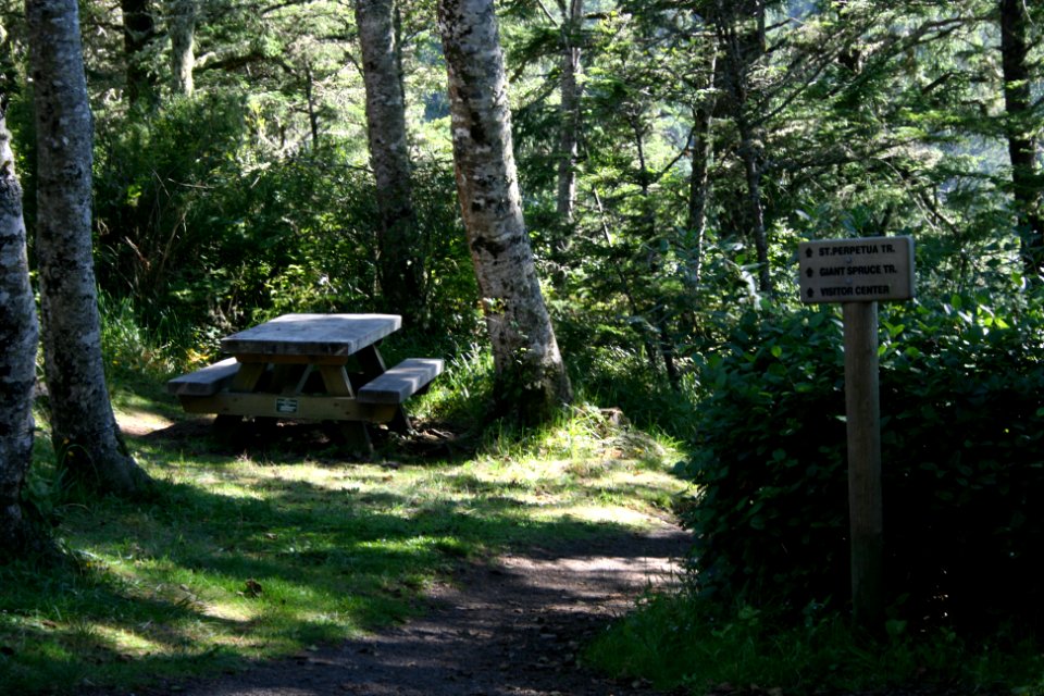 Picnic Table at Cape Perpetua, Siuslaw National Forest