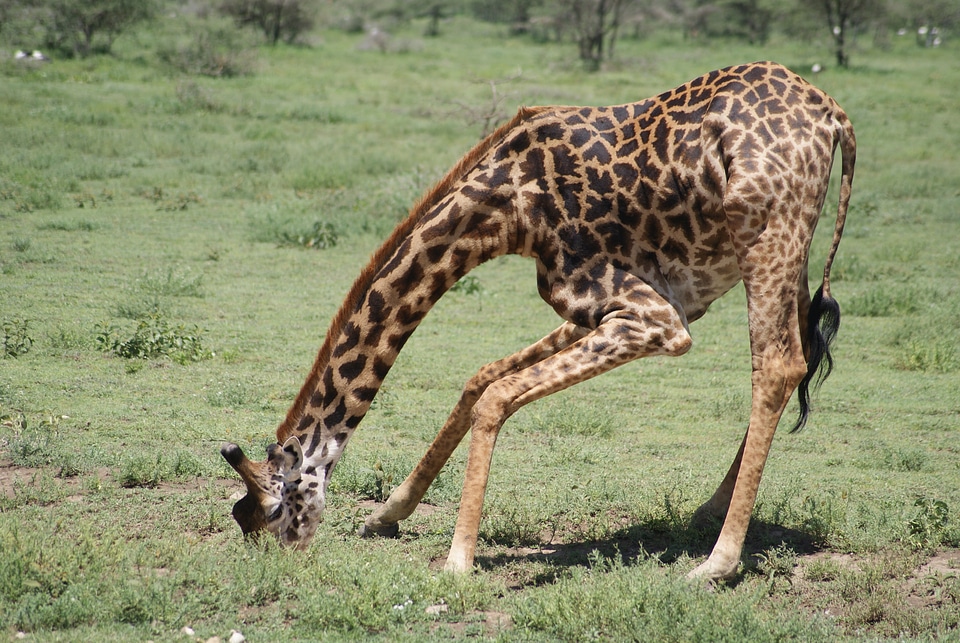 Africa animals drinking