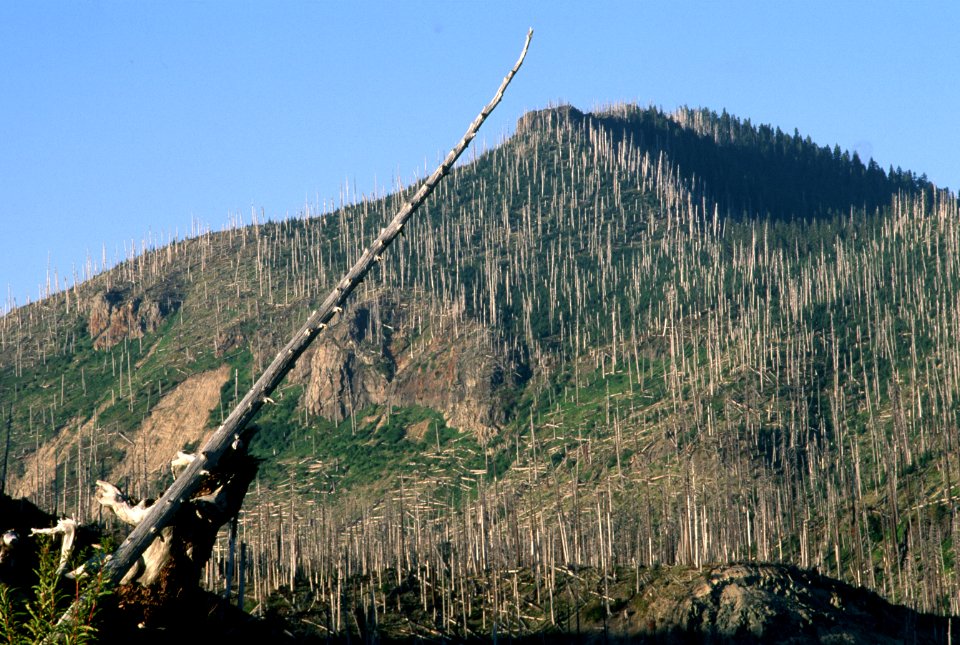 Gifford Pinchot National Forest, Mt St Helens NVM-8.jpg