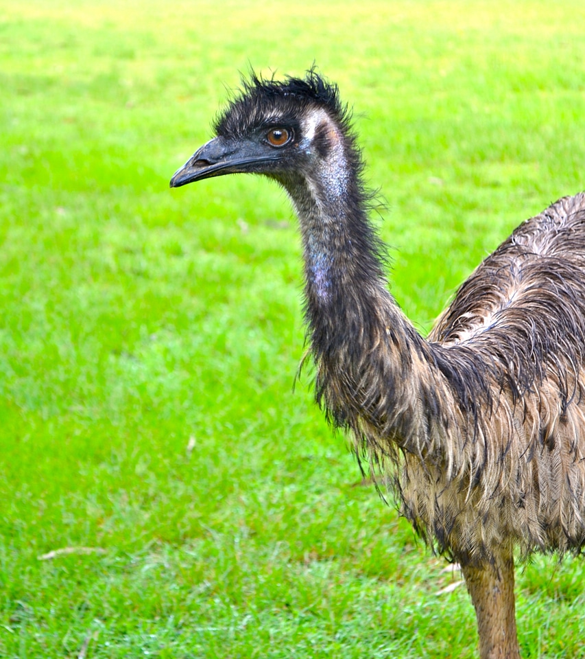 Emu fauna australia
