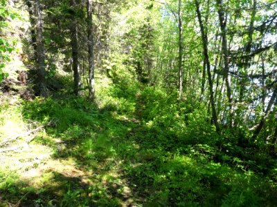 Colville NF Davis Lake Tral June 2020 by Sharleen Puckett 13
