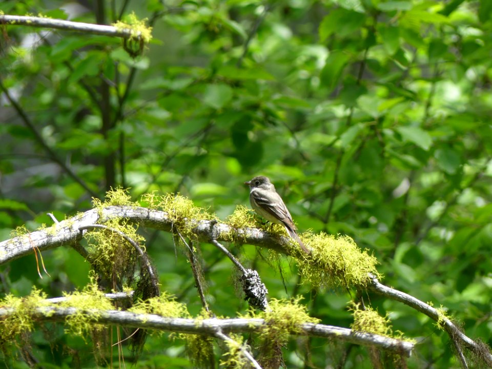 Colville NF log flume trail June 2020 by Sharleen Puckett 12