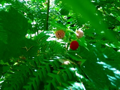 Thimbleberries at Verlot, Mt. Baker-Snoqualmie National Forest. Photo taken by Anne Vassar July 26, 2020