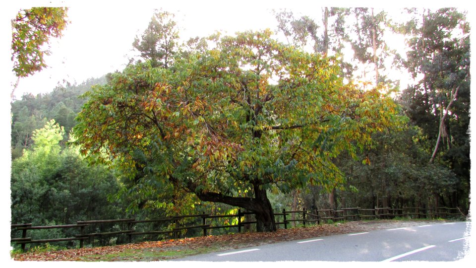 Castanheiro na melhor estrada para se conduzir moto .... ladeando o Rio Vouga até Sever do Vouga, pois claro!