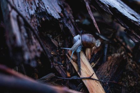 Snail on wood photo