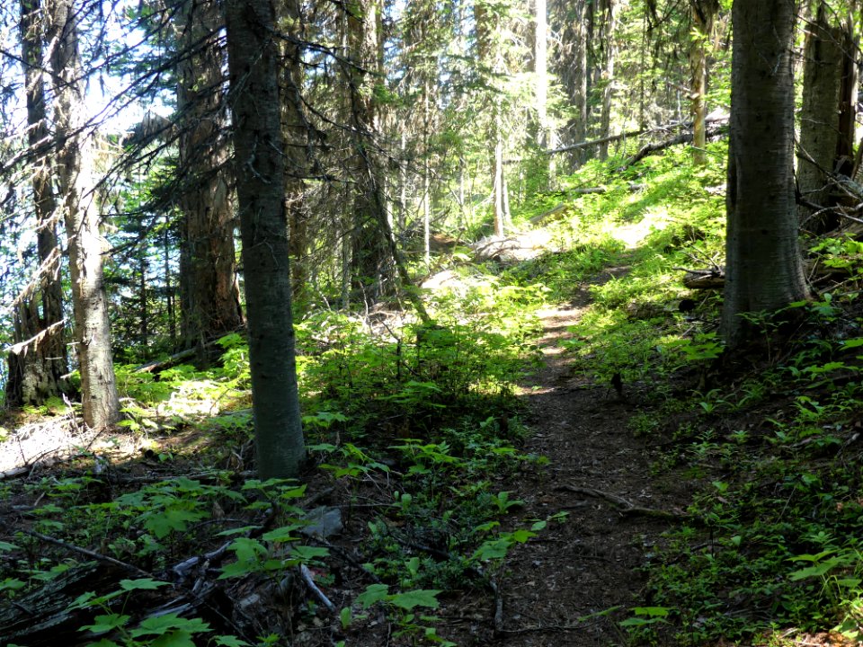 Colville NF Davis Lake Tral June 2020 by Sharleen Puckett 22