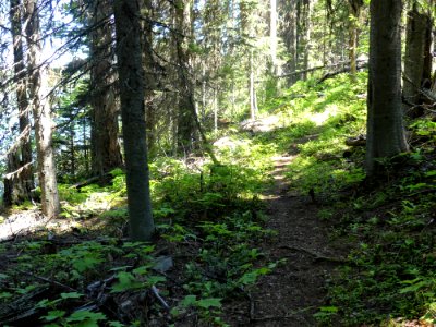 Colville NF Davis Lake Tral June 2020 by Sharleen Puckett 22