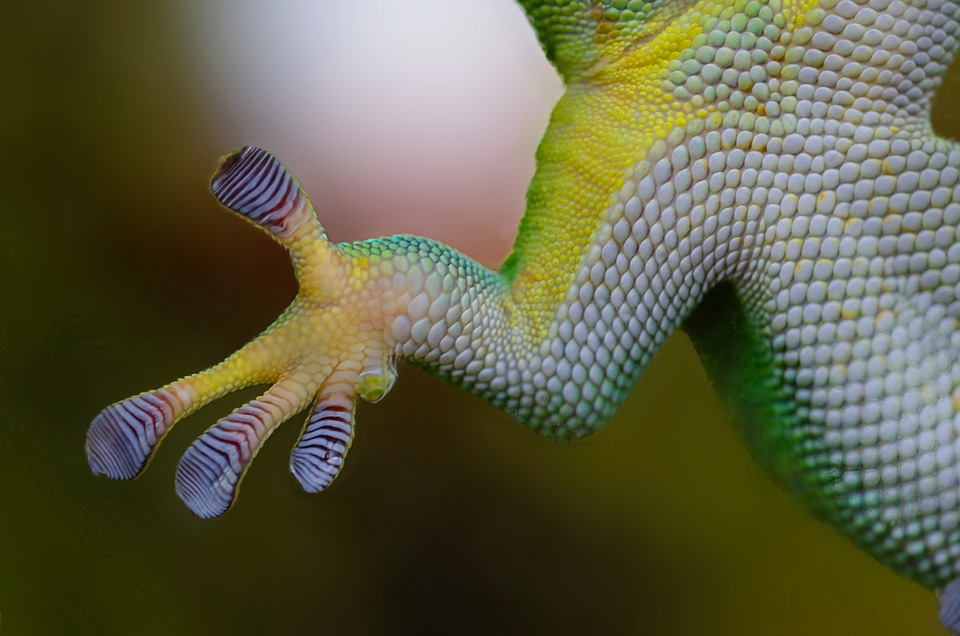 Nature reptile lizard