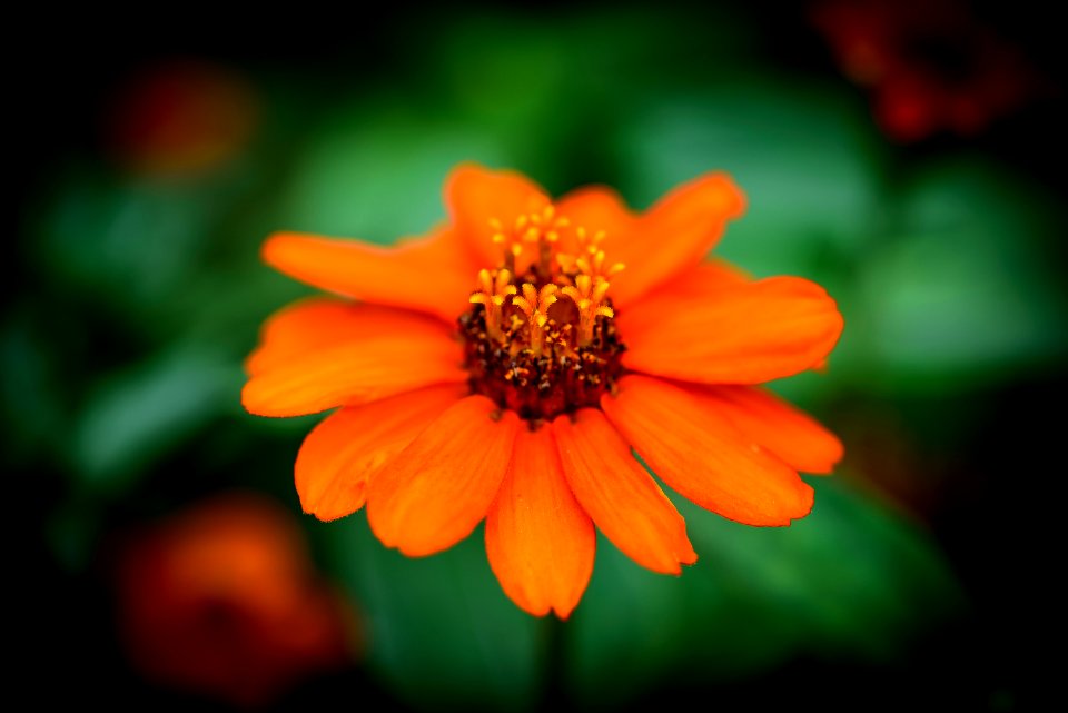 Flower heart