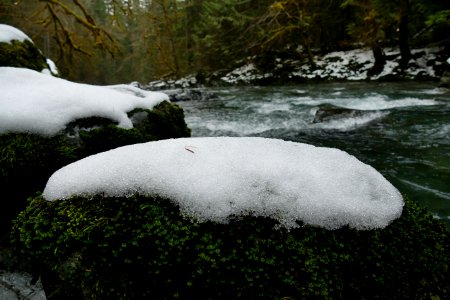 20210217-Slime mold along Duckabush Trail