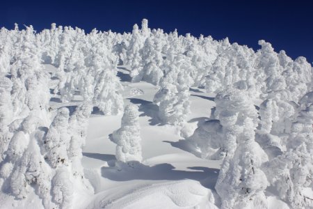 Frozen trees at the summit of Maiden Peak on the Willamette National Forest on the Willamette National Forest