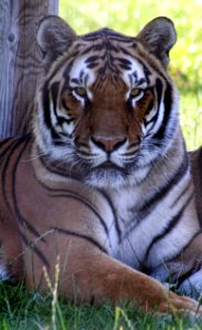 Wingham Wildlife Park