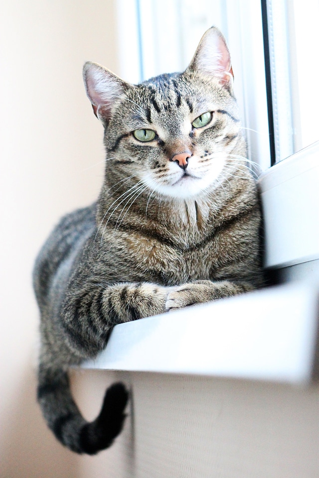 Pets tabby cute photo