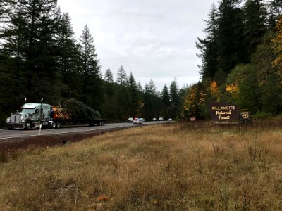 Tree leaving Willamette NF photo