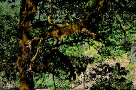 Recreation on the "Wild and Scenic" north Umpqua River photo