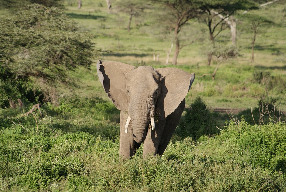Elephant africa animal