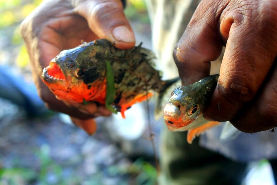 Piraña o paña roja, pez de los ríos Ucayali y Amazonas, Perú