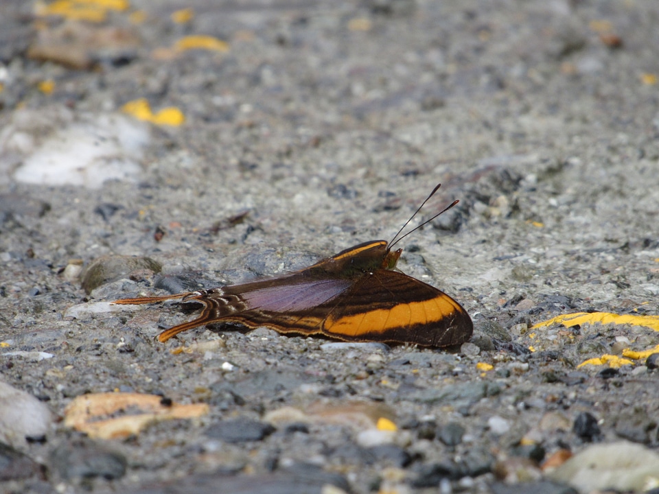 Wild jungle gray butterfly