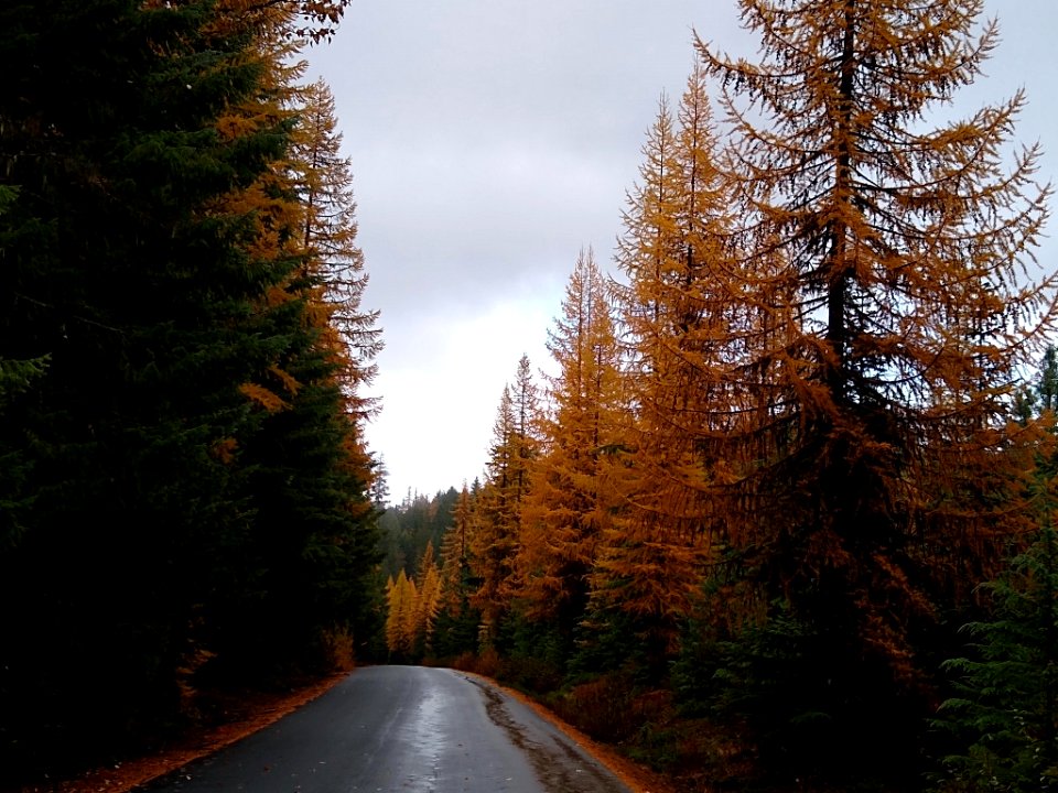 20201104 GiffordPinchot WesternLarchFallColor Forest Road 88 USDA Forest Service Photo