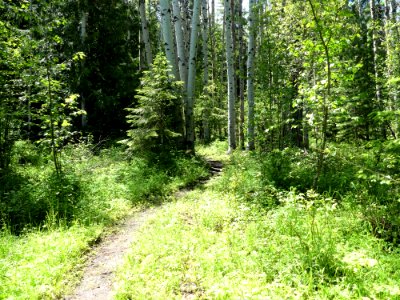 Colville NF Big Meadow Lake Trail trail sun June 2020 by Sharleen Puckett