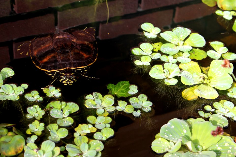 Turtle floating in the water