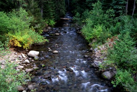 Forest and Stream, Rogue River-Siskiyou National Forest.jpg photo