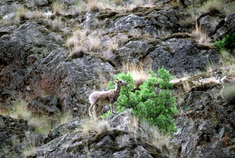 Juvenile Mountain goats, wildlife-2.jpg