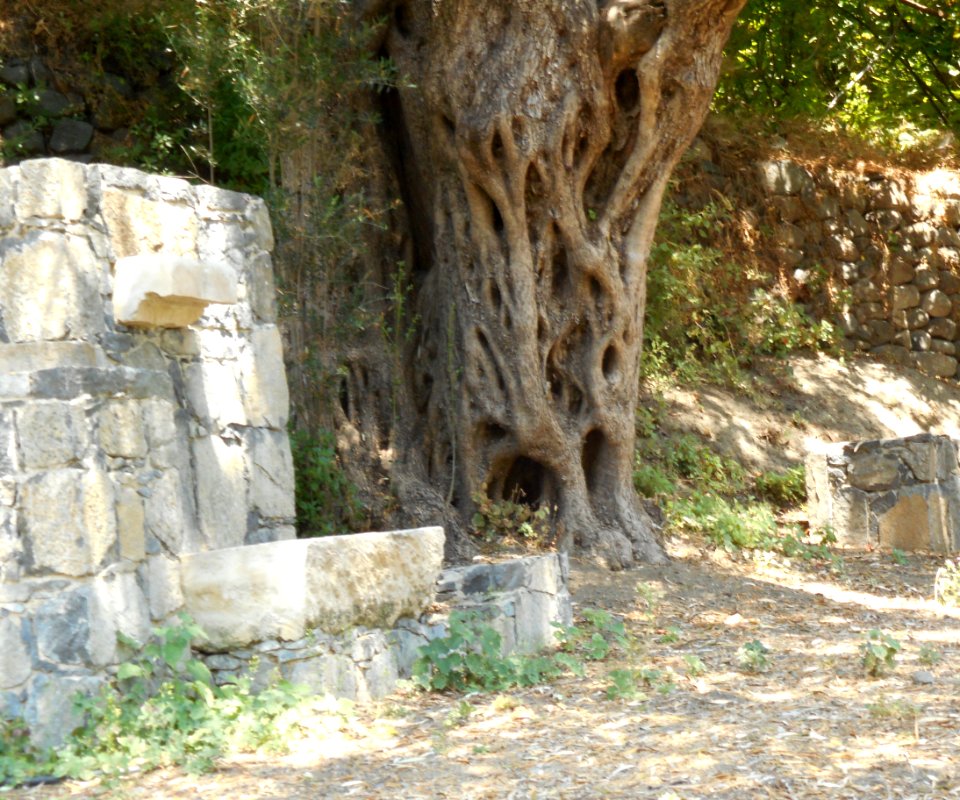 Alona & Polystipos, Cyprus