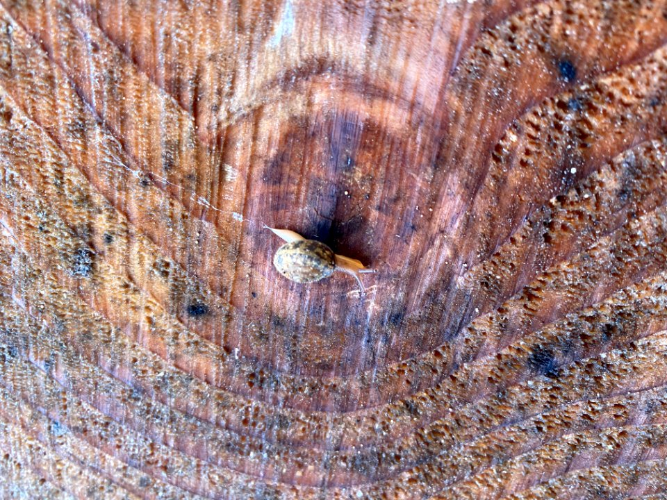 2020-10-29 Olympic Baby Snail  USFS photo by Kelsey Dyer