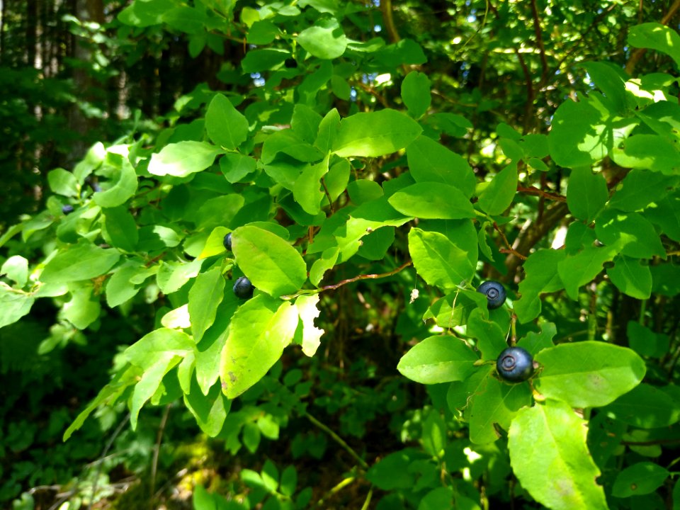 Blueberries at Verlot, Mt. Baker-Snoqualmie National Forest. Photo by Anne Vassar July 15, 2020