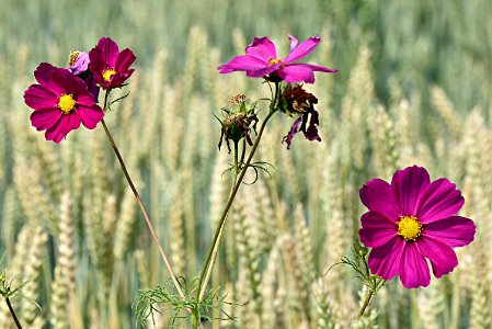 Wild flowers in wheat field photo