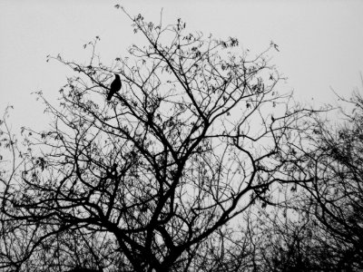 Crow photo