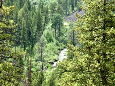 Colville NF - 10-mile trail - san poil - June 2020 - Sharleen Puckett
