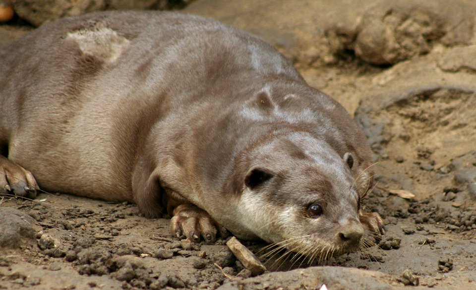 INDOCHINESE SMOOTH-COATED OTTER