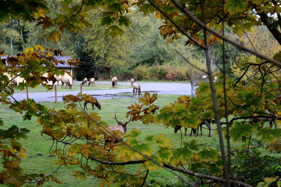 Elk herd in Hood Canal area October 2017 within fall colors.