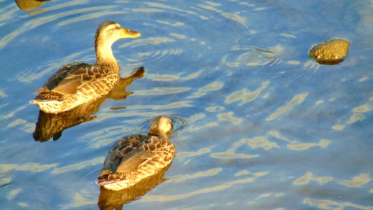 Ducks on a Sunny Sunset photo