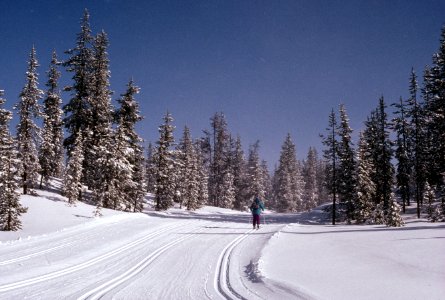 Crosscountry skiing Deschutes National Forest.jpg photo