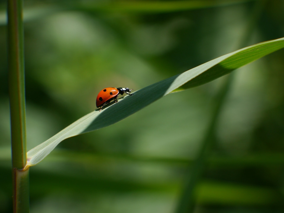 Nature insect beetle