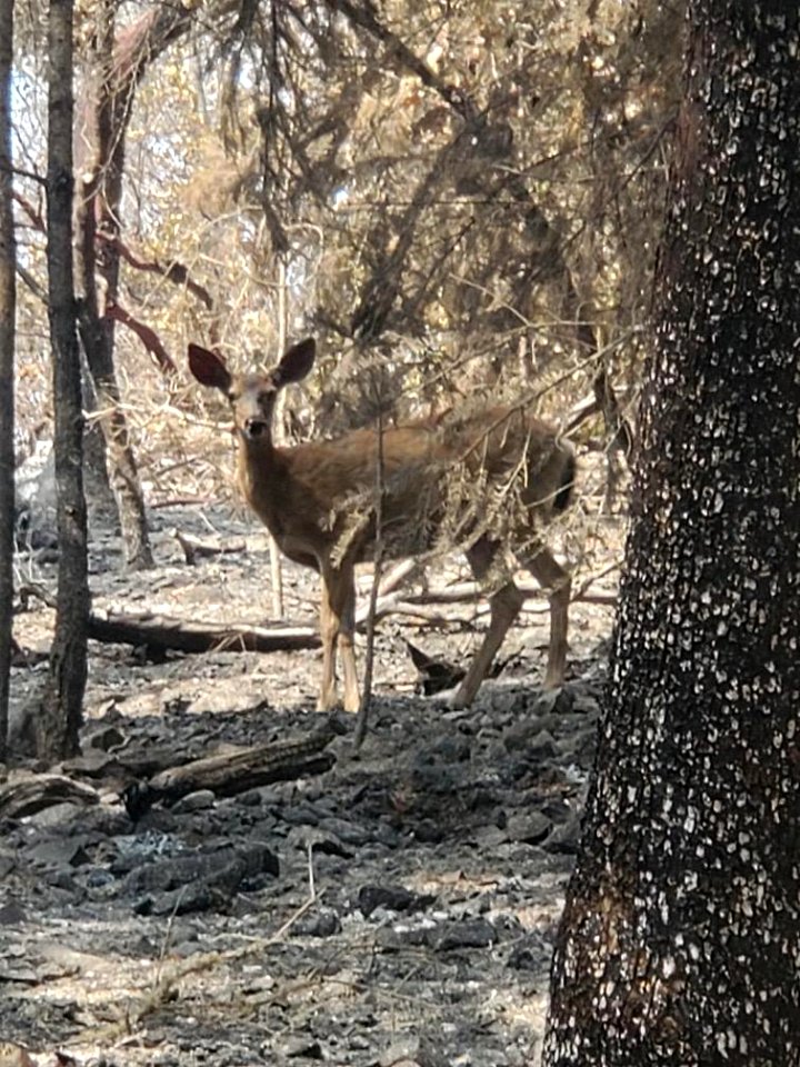 A deer looks up while fire fighters work enarby on the South Obenchain Fire, September 2020, Southern Oregon.