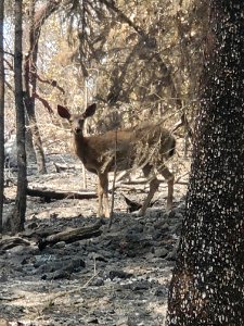 A deer looks up while fire fighters work enarby on the South Obenchain Fire, September 2020, Southern Oregon.