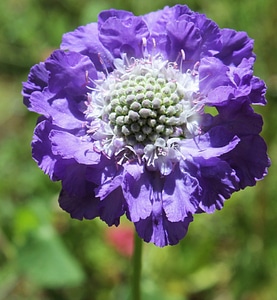 Summer petal nature
