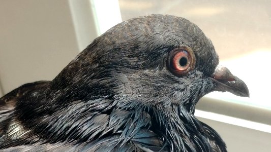 Pigeon
