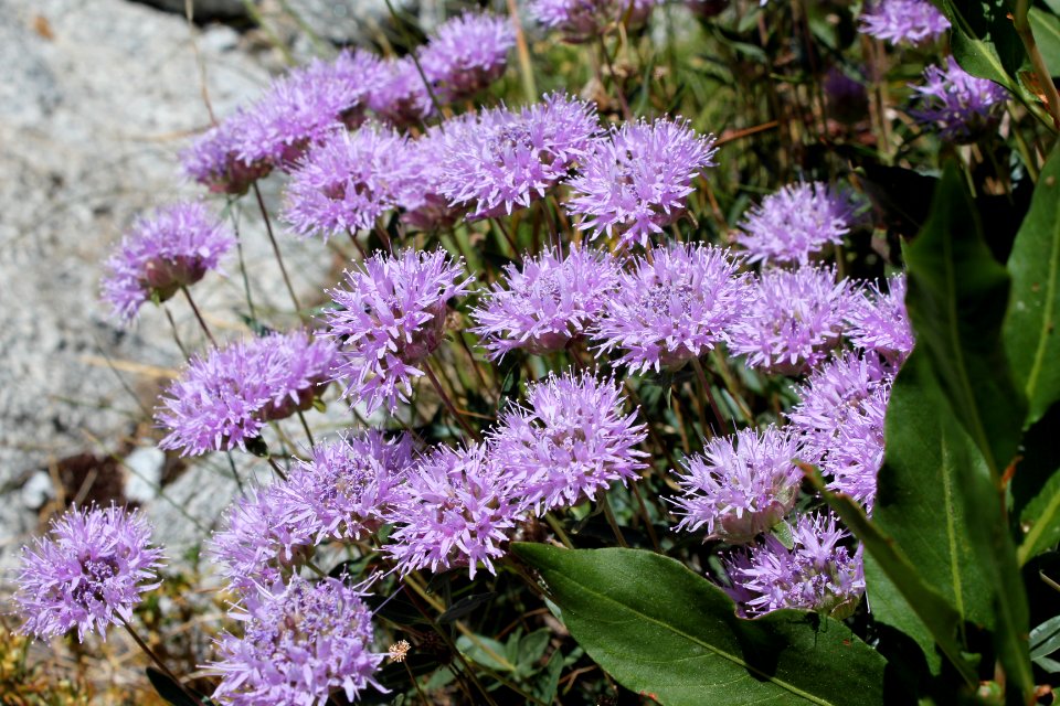 Purple flowers along the Eagle Cap Trail, Eagle Cap Wilderness on the Wallowa-Whitman National Forest