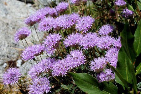 Purple flowers along the Eagle Cap Trail, Eagle Cap Wilderness on the Wallowa-Whitman National Forest photo