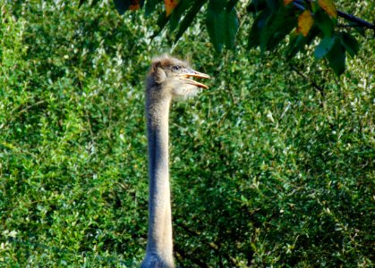 Ostrich Head photo