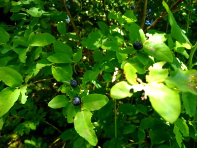 Blueberries at Verlot, Mt. Baker-Snoqualmie National Forest. Photo by Anne Vassar July 15, 2020 photo