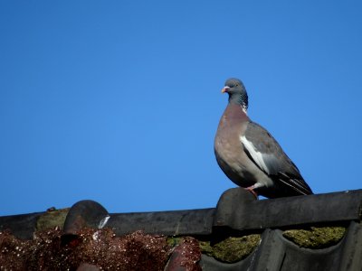 Pigeon on a roof photo