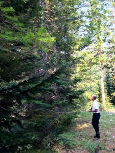 2018 Tree Team searches for the perfect Christmas tree